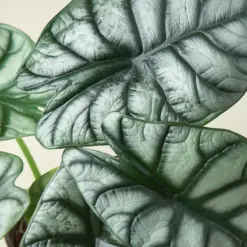 Alocasia 'Silver Dragon' houseplant