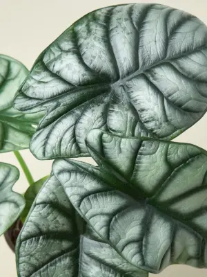 Alocasia 'Silver Dragon' houseplant