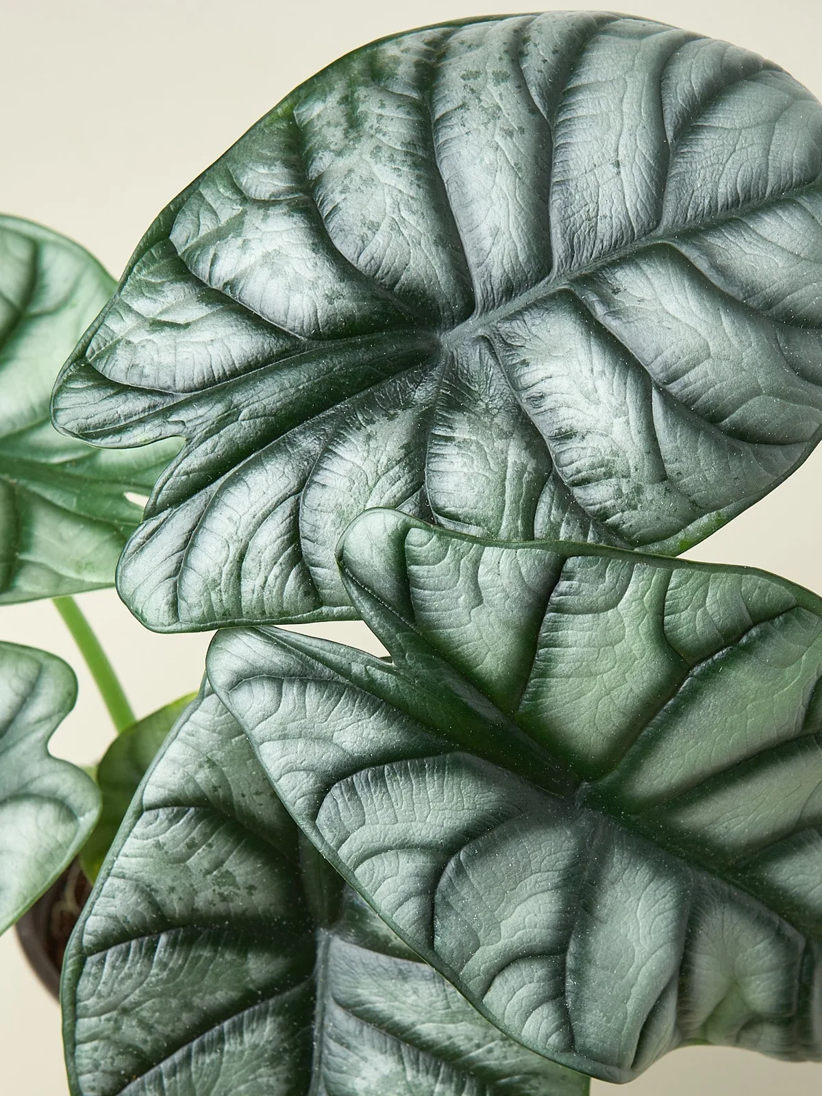 Alocasia 