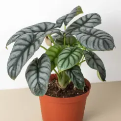 Alocasia 'Silver Dragon' — additional view