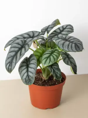 Alocasia 'Silver Dragon' — additional view