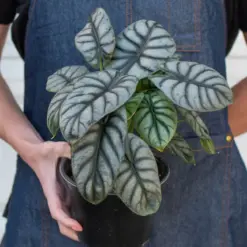 Alocasia 'Silver Dragon' — additional view