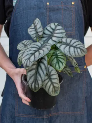 Alocasia 'Silver Dragon' — additional view