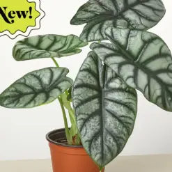 Alocasia 'Silver Dragon' — additional view