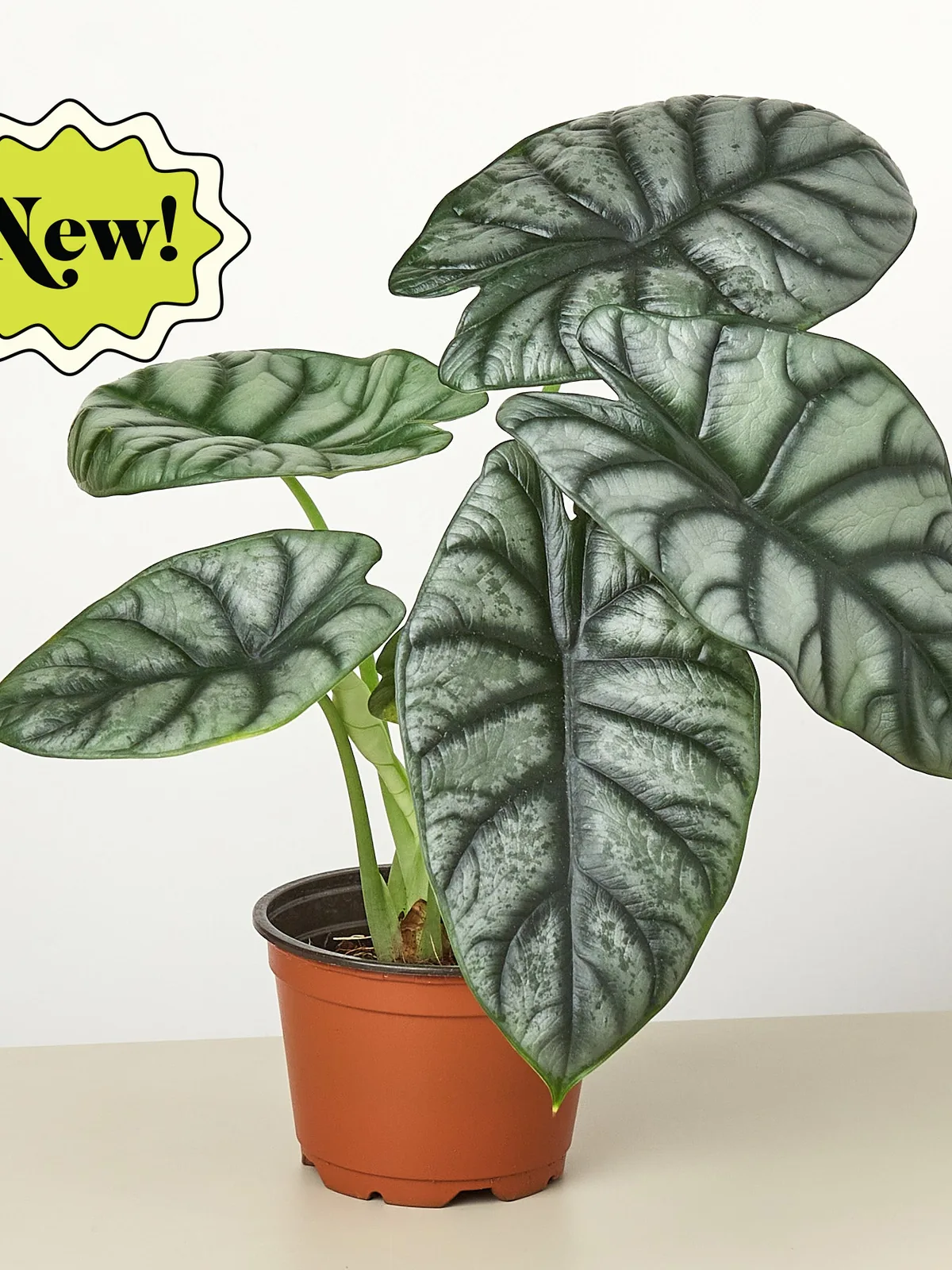 Alocasia 