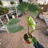 Alocasia macrorrhizos 'Stingray' houseplant