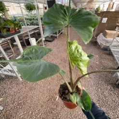 Alocasia macrorrhizos 'Stingray' houseplant
