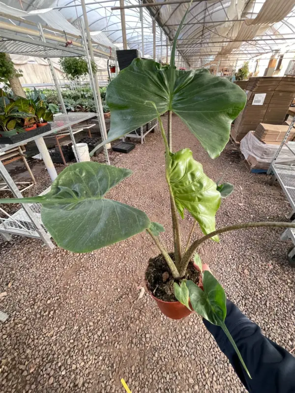 Alocasia macrorrhizos 'Stingray' houseplant