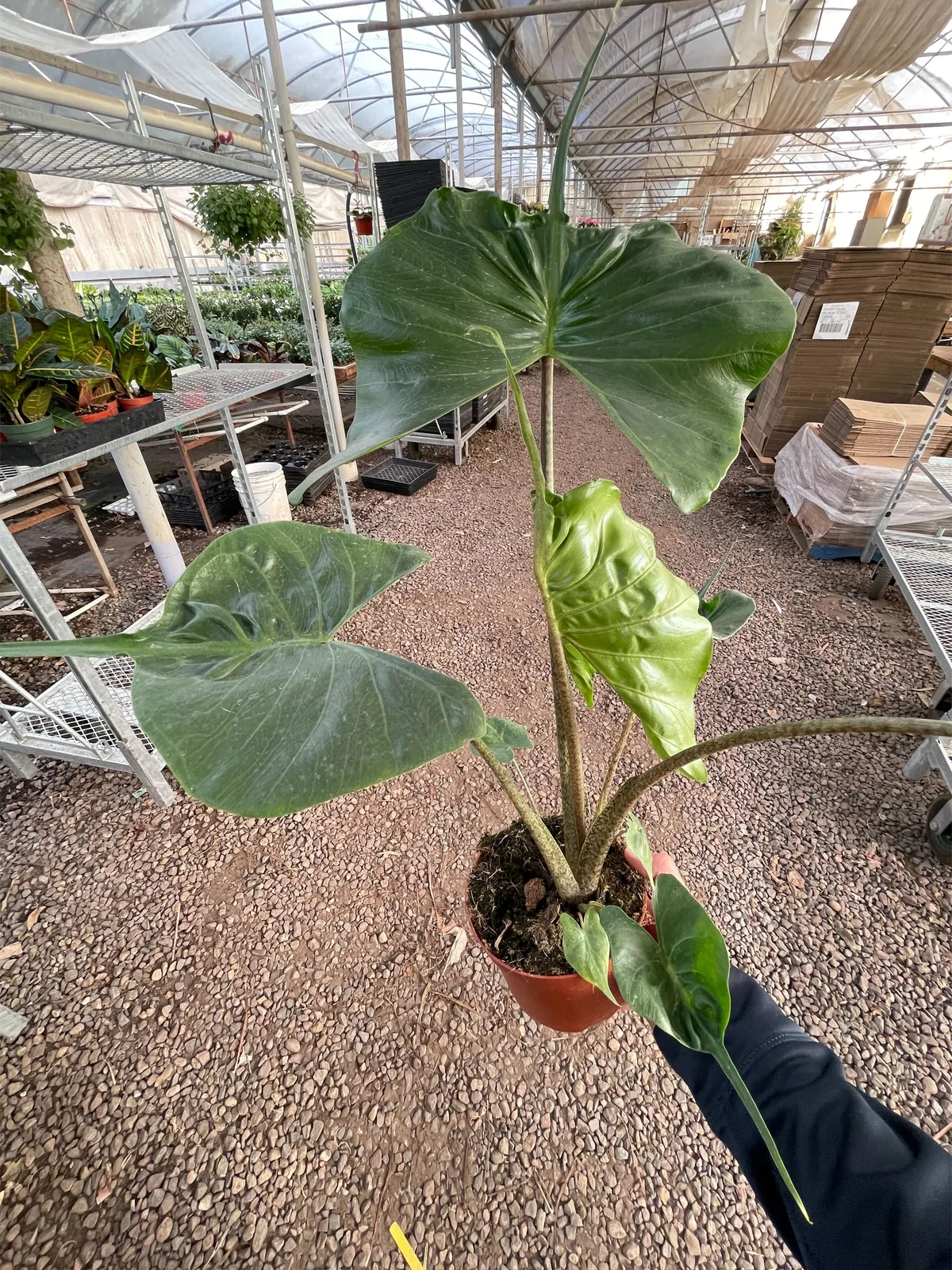 Alocasia macrorrhizos 