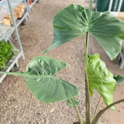Alocasia macrorrhizos 'Stingray' — additional view