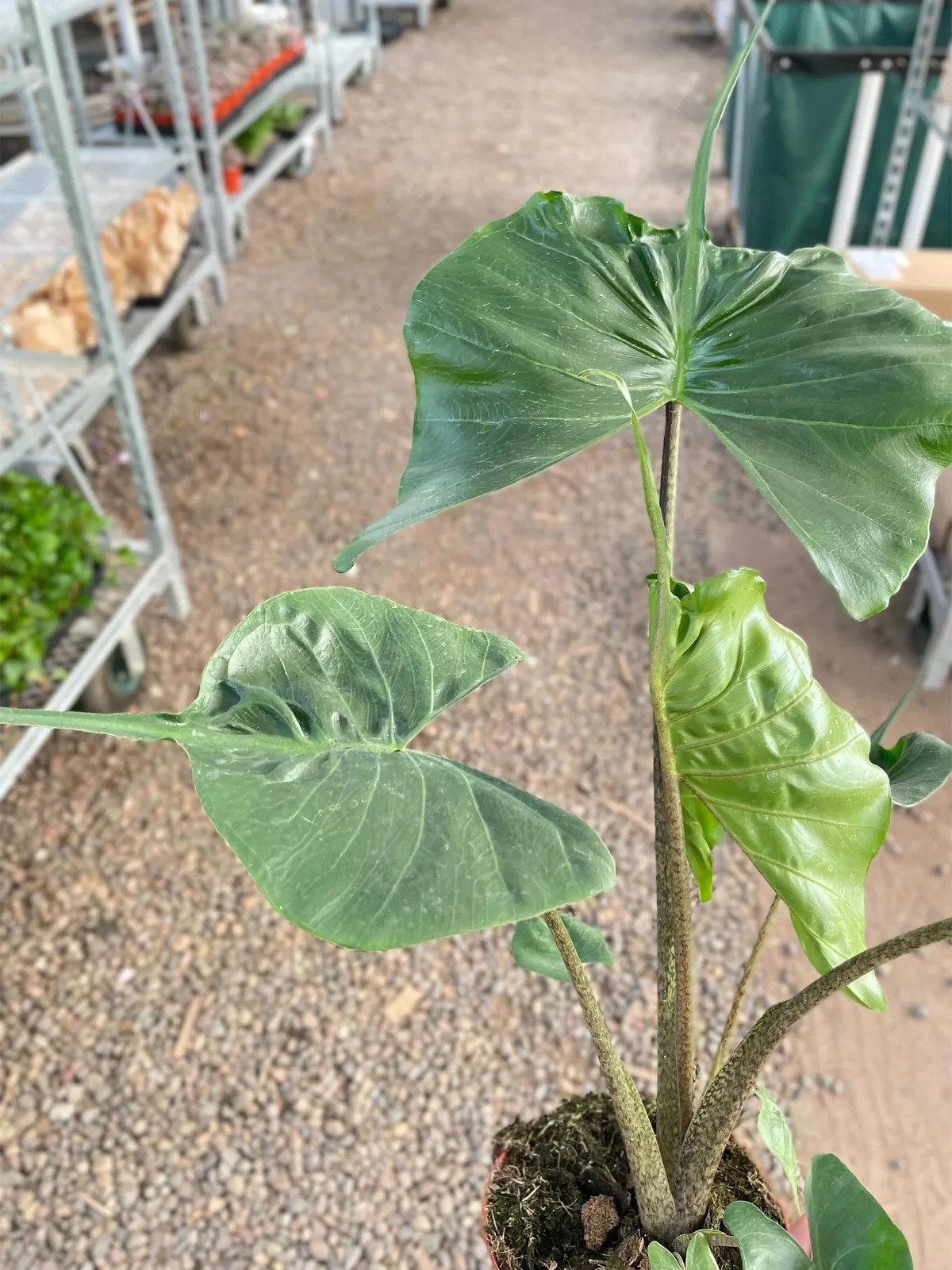 Alocasia macrorrhizos 