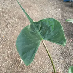 Alocasia macrorrhizos 'Stingray' — additional view