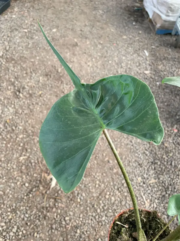 Alocasia macrorrhizos 'Stingray' — additional view