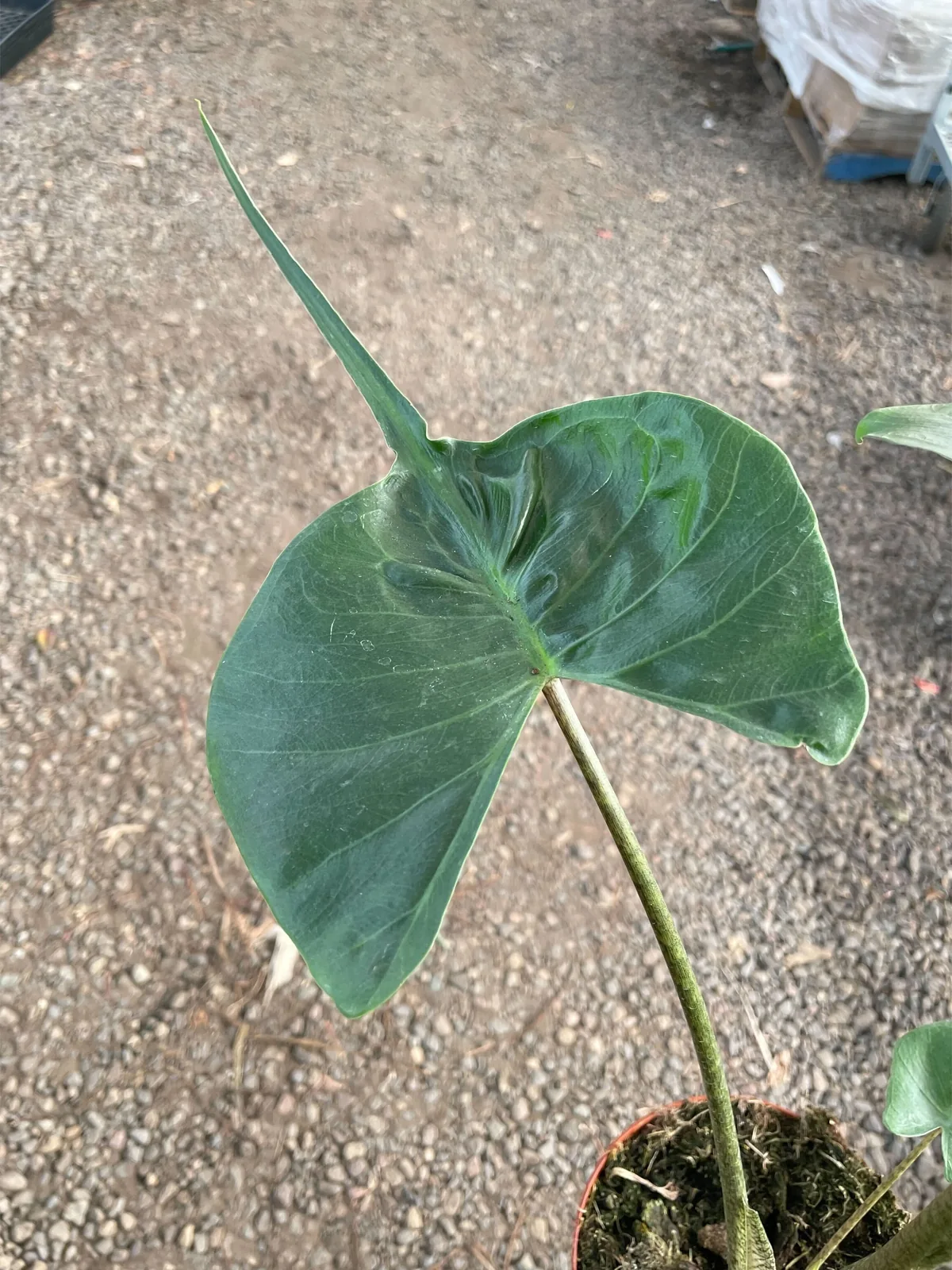 Alocasia macrorrhizos 