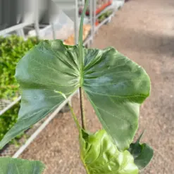 Alocasia macrorrhizos 'Stingray' — additional view