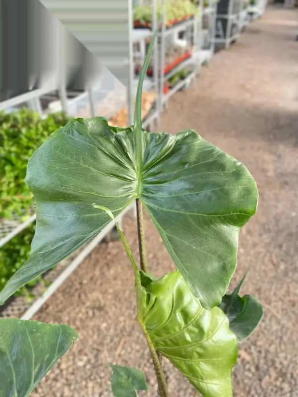 Alocasia macrorrhizos 'Stingray' — additional view