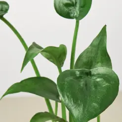 Alocasia 'Tiny Dancer' houseplant