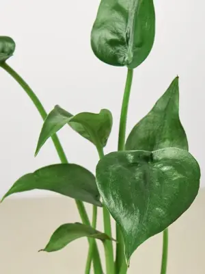 Alocasia 'Tiny Dancer' houseplant