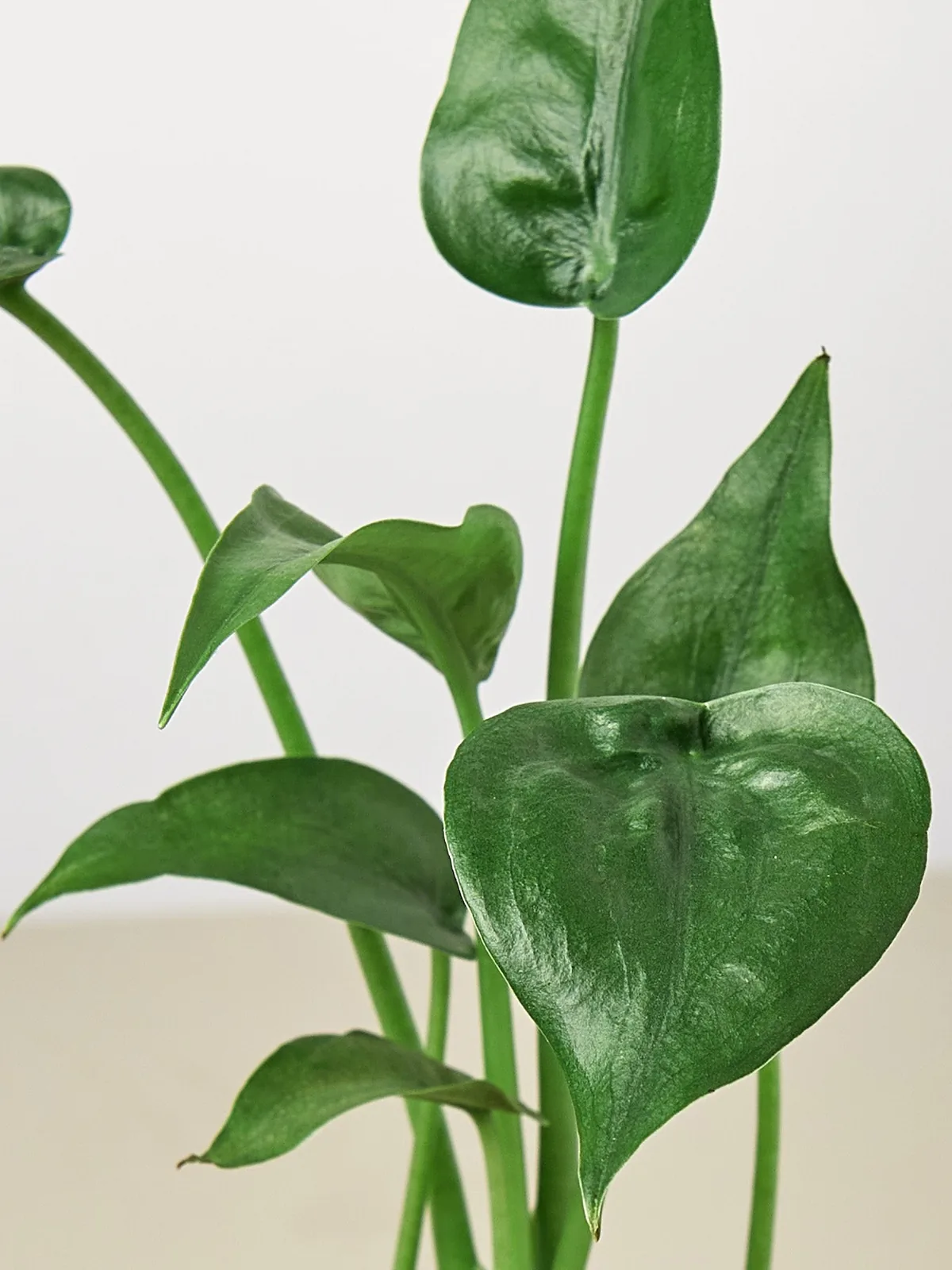 Alocasia 
