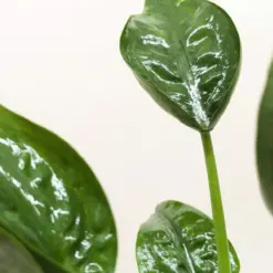 Alocasia 'Tiny Dancer' — additional view