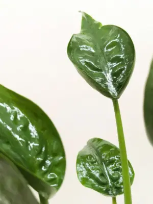 Alocasia 'Tiny Dancer' — additional view