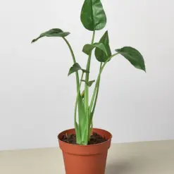 Alocasia 'Tiny Dancer' — additional view