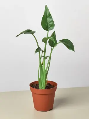 Alocasia 'Tiny Dancer' — additional view