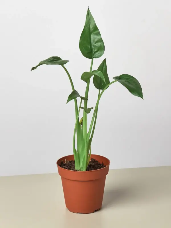 Alocasia 'Tiny Dancer' — additional view