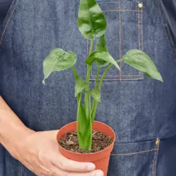 Alocasia 'Tiny Dancer' — additional view