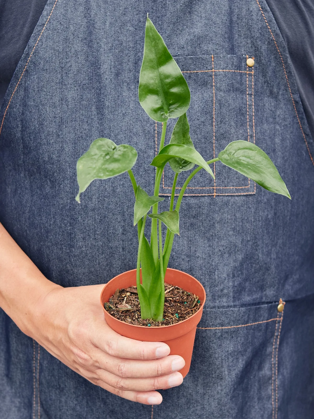 Alocasia 