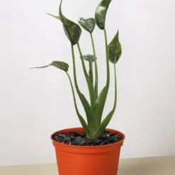 Alocasia 'Tiny Dancer' — additional view