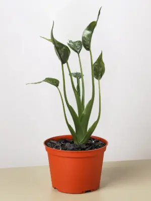 Alocasia 'Tiny Dancer' — additional view