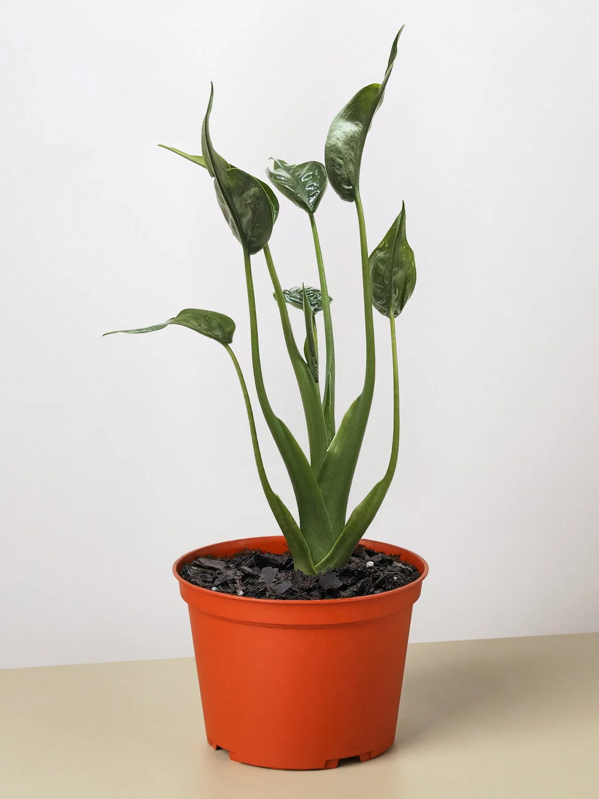 Alocasia 