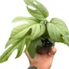 Amydrium 'Silver' houseplant