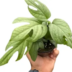 Amydrium 'Silver' houseplant