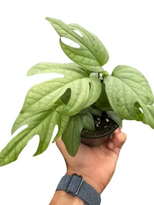 Amydrium 'Silver' houseplant