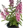 Angelonia Pink houseplant