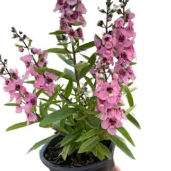 Angelonia Pink houseplant