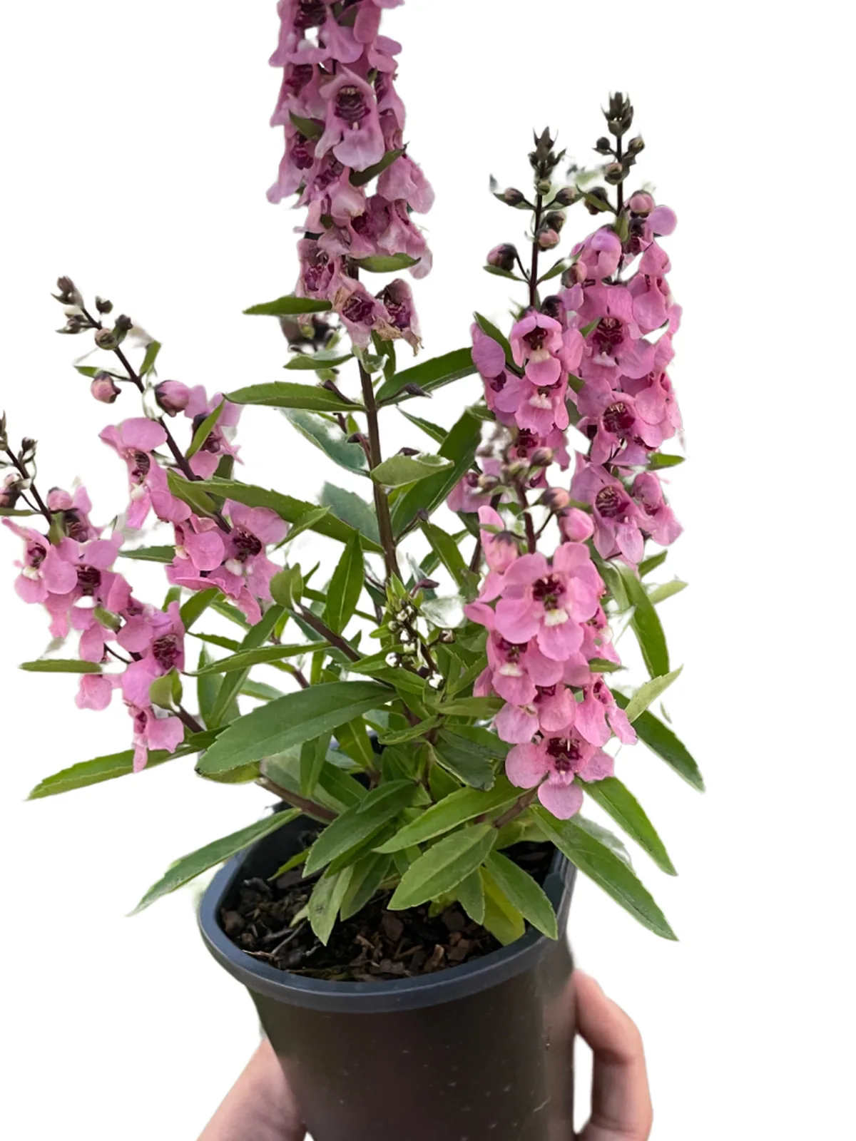 Angelonia Pink houseplant