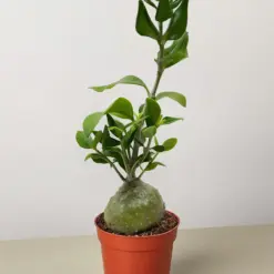 Ant Plant