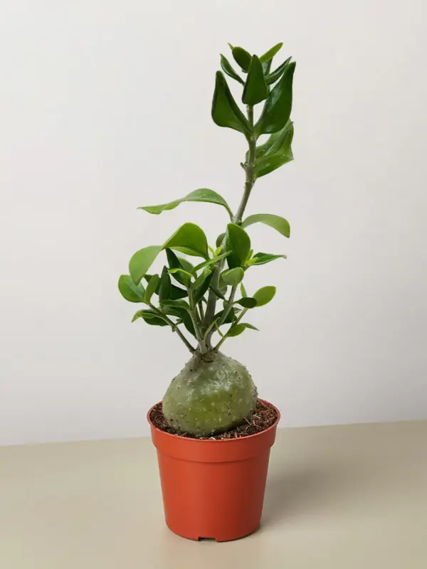 Ant Plant
