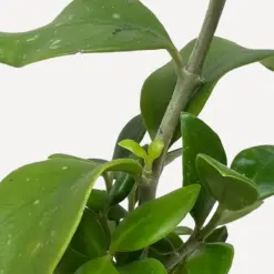 Ant Plant — additional view