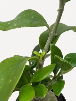 Ant Plant — additional view