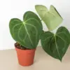 Anthurium 'Clarinervium' houseplant