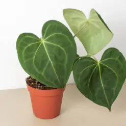 Anthurium 'Clarinervium' houseplant