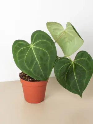 Anthurium 'Clarinervium' houseplant