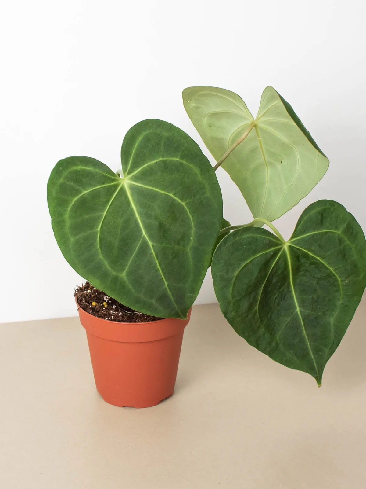 Anthurium 