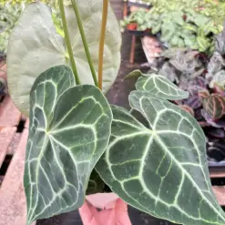 Anthurium 'Clarinervium' — additional view