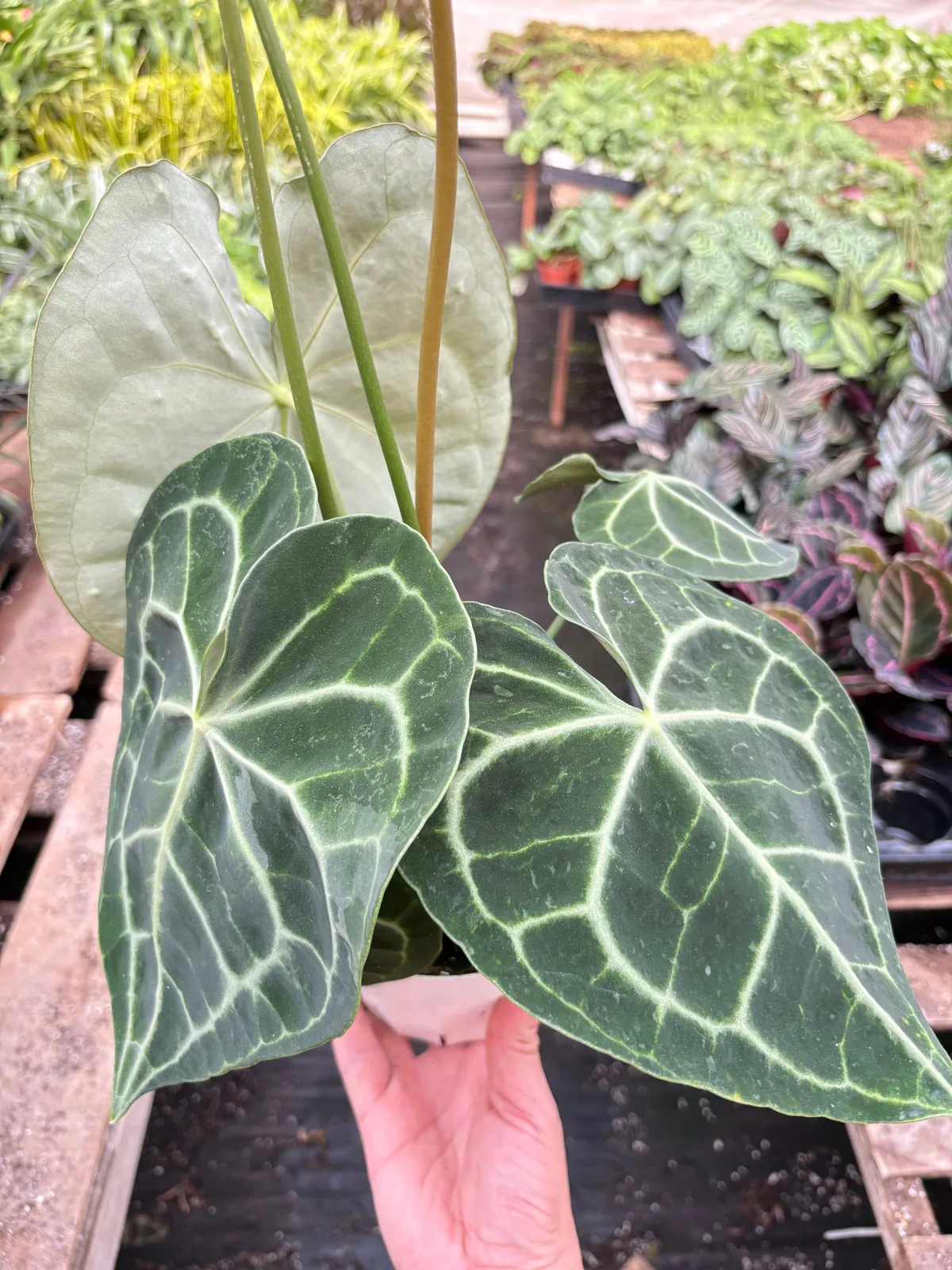 Anthurium 