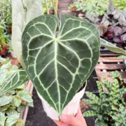 Anthurium 'Clarinervium' — additional view